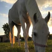 Andrew Selous MP has raised the issue of horses dying after close proximity to fireworks
