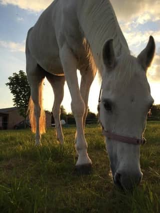 Andrew Selous MP has raised the issue of horses dying after close proximity to fireworks