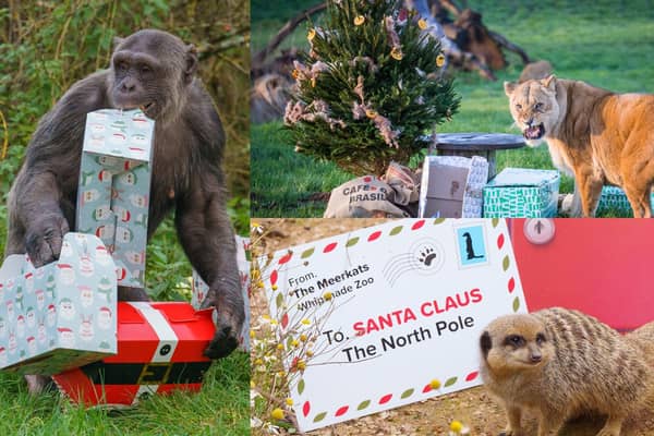 Rolling in gift wrap and gifts, Christmas is in full swing. Picture: ZSL and Woburn Safari Park