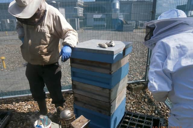 Mall beekeepers inspect the hives on the shopping centre roof