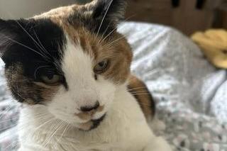 Rosie, the tortoiseshell cat is nine and a half. She loves cuddles with her mum!