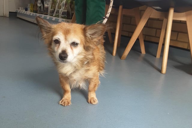This female Chihuahua was found in Luton, LU3, on March 13 at around 12pm. She is described as red long-haired small and elderly dog. She was found with no collar, ID or microchip. Her reference number is CBC 1303231008 ESD.
