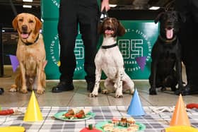 Hunter, Laser and Neds await their treats at the airport. Picture: Doug Peters/PinPep