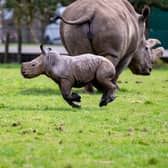 Baby southern white rhino running across paddock.