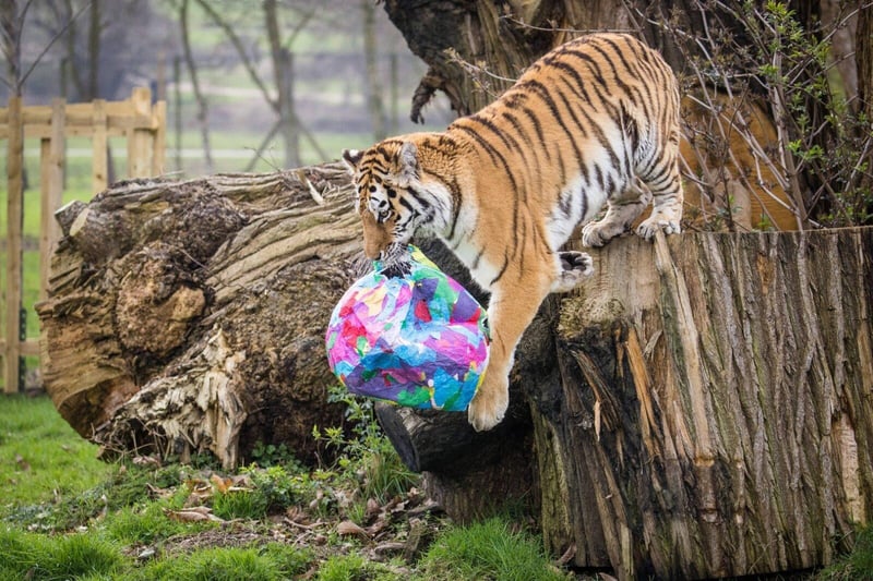 Keepers scented the balls with different animal smells.