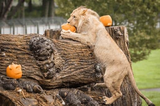 Lion eating a pumpkin 
