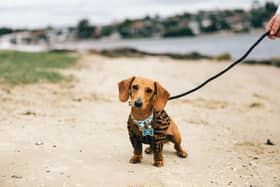 Owning a sausage dog could mean you have Lib Dem leanings - Animal News Agency 