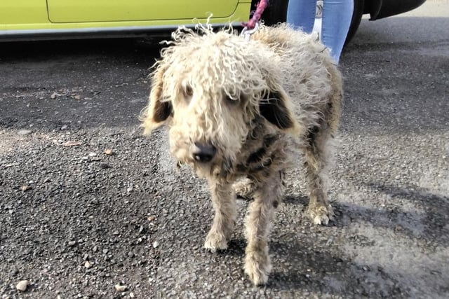 This brown female Cockapoo was found in Potton, SG19, on March 10 at 2.45pm. The dog was described as being very matted. Her reference number is CBC 1003231300 ESD.