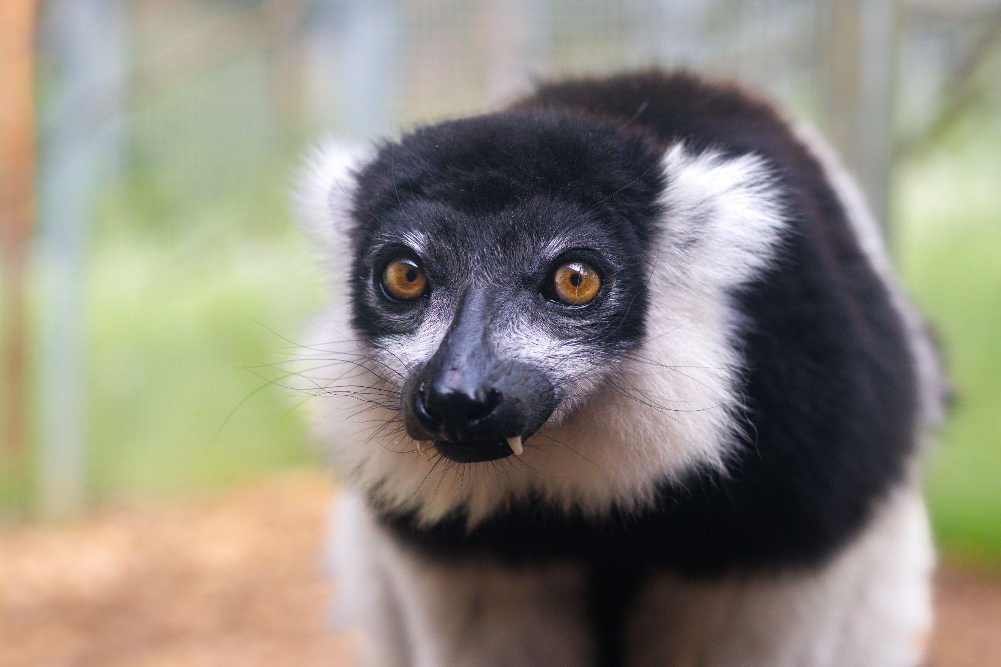 Ghost sightings at Woburn Safari Park it hosts 'Madagas-scare' event this Halloween
