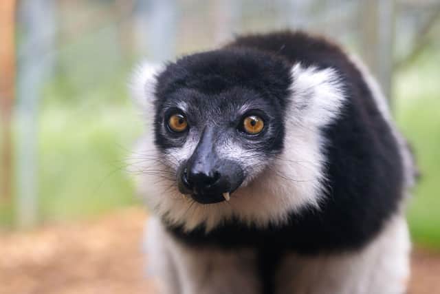 Ghost the black-and-white ruffled lemur