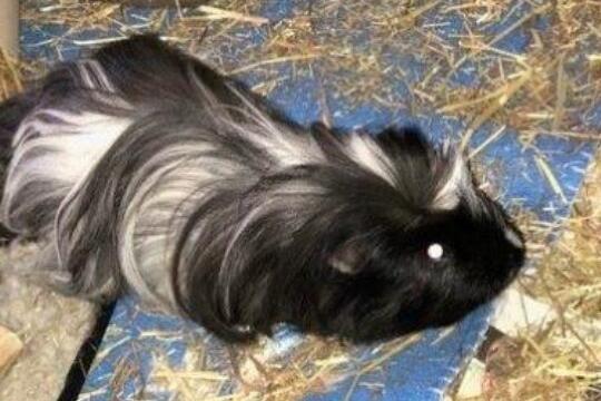 Guinness is 10 months old, and would benefit from living with another guinea pig. He is not neutered, and could live with patient children who are willing to give him a little space to get used to his new surroundings. He will use a litter tray, or one side of his pen to go to the toilet. Phone: 01908 584000 Email: beds.reception@nawt.org.uk