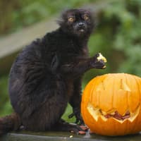Watch animals at Whipsnade Zoo get in the Halloween spirit