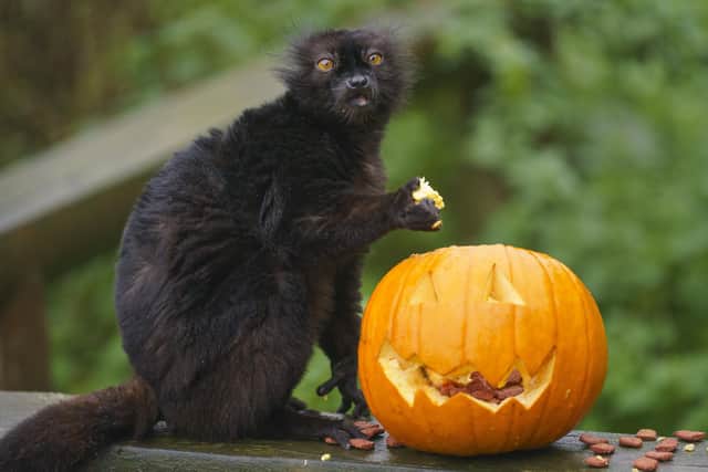 Cahagi, a male Black Lemur, explores a halloween pumpkin for tasty treats, at Whipsnade Zoo, in Dunstable. Picture: Dominic Lipinski/ZSL