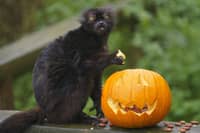Cahagi, a male Black Lemur, explores a halloween pumpkin for tasty treats, at Whipsnade Zoo, in Dunstable. Picture: Dominic Lipinski/ZSL