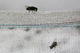 Houseflies on a net (Photo by China Photos/Getty Images)