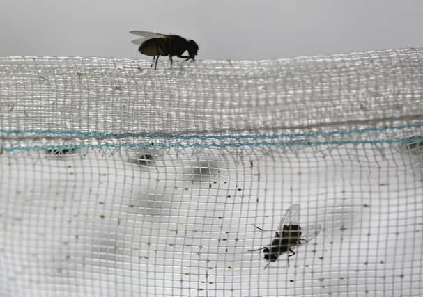 Houseflies on a net (Photo by China Photos/Getty Images)