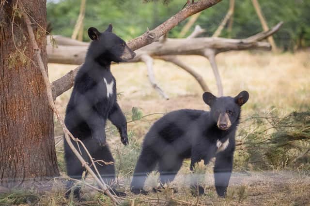 The bear cub siblings