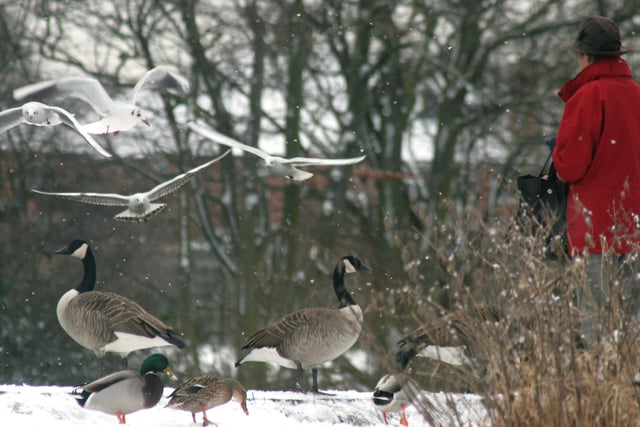 Wild fowl in the snow at Walton Dam, Chesterfield, in 2009.