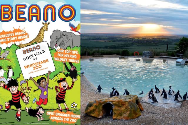 Beano promo poster, left, and penguins at zoo (Picture: Whipsnade Zoo)