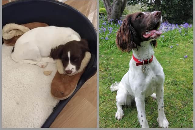 Red as a puppy, and now. Picture: Thin Blue Paw Foundation