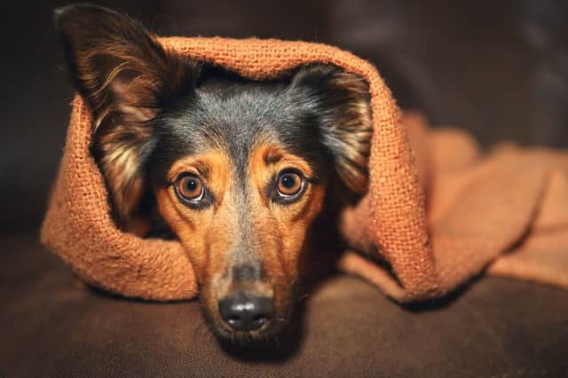 Make sure your furry friend isn't frightened by fireworks this November (Photo: Shutterstock)