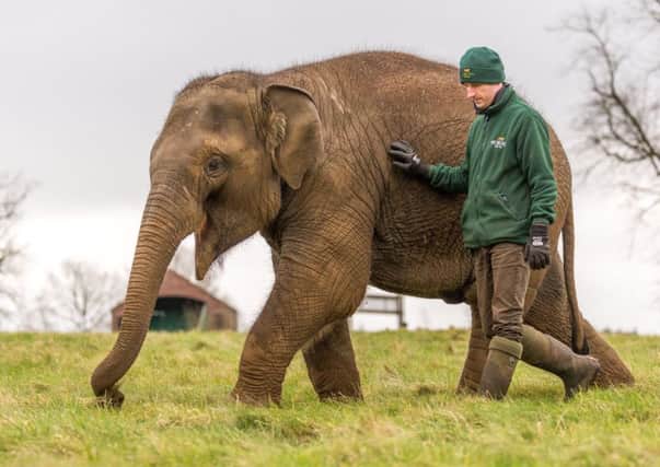 Tarli with Woburns Head Elephant Keeper Darren Fellowes. Photo:Bridget Davey Photography