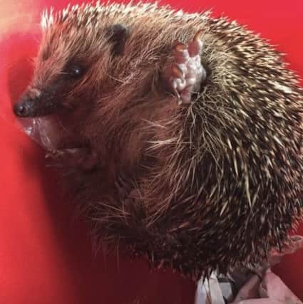 Hedgehogs really benefit from extra food, using it as a supplement to their natural diet. Meaty cat or dog food, hedgehog food, and mealworms are all suitable. Put out a bowl of fresh water daily, because water can be scarce at certain times of the year.