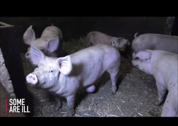 Pigs were treated cruelly at Eaton Bray farm