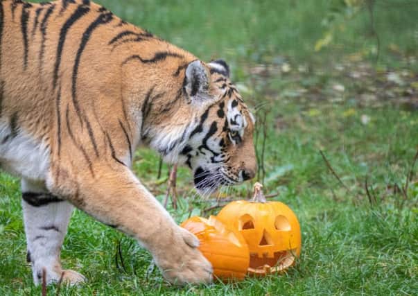 Tiger with pumpkin ahead of Boo at the Zoo. Photo by ZSL Whipsnade Zoo. October 2018