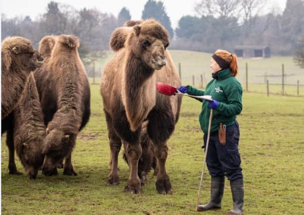 Louise Harding adds the camels to the annual stocktake at ZSL Whipsnade Zoo. Photo by ZSL Whipsnade Zoo. 2019