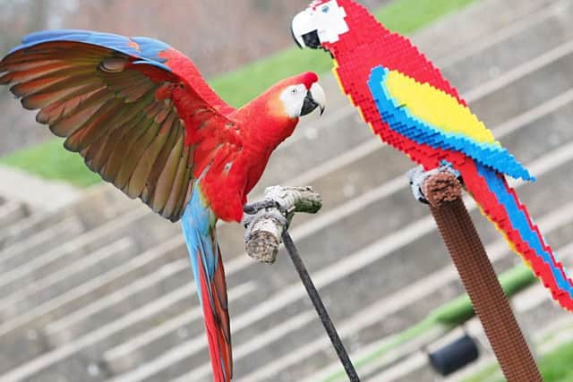 Inca, Scarlet macaw, meets the lego macaws at ZSL Whipsnade Zoo. Photo by Tony Margiocchi.