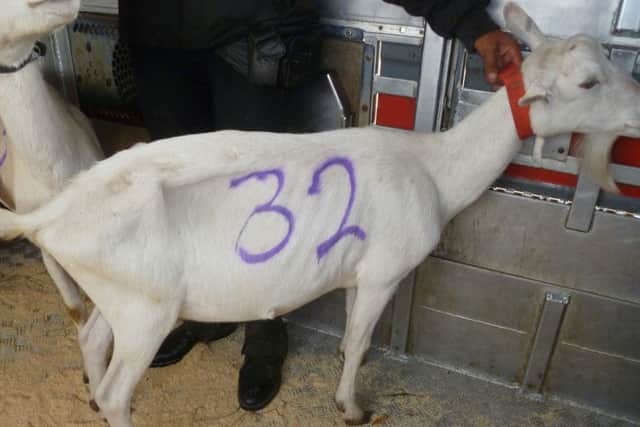 Abused Goat PNL-191106-162210001