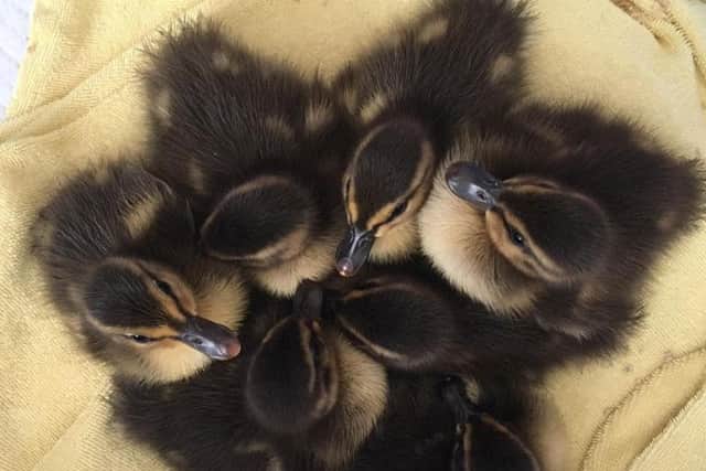 The rescued ducklings. Credit: Bedfordshire Police.