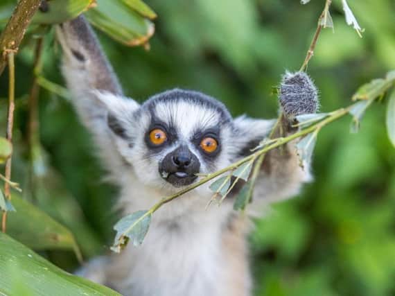 Ring tailed lemur by Bridget Davey Photography at Woburn Safari Park