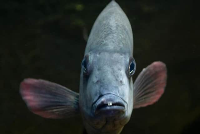 Critically Endangered Pinstripe damba shows its toothy grin at ZSL Whipsnade Zoo's new Aquarium.