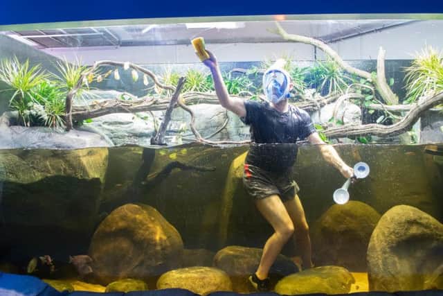 A keeper cleans a tank at ZSL Whipsnade Zoo's new Aquarium ahead of the opening.