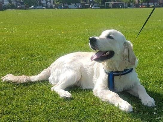 Luton Borough Council's dog wardens have been recognised