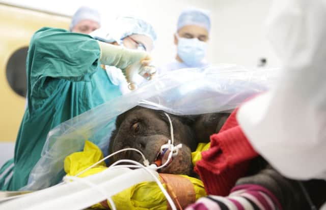 Chimp Nikki having a heart monitor fitted at Whipsnade Zoo.