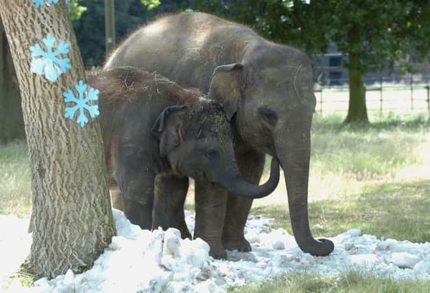 L13-904    25/7/13   MBLN
Whipsnade Zoo, elephants enjoy 'snow' in the summer.
wk 31 RR JX