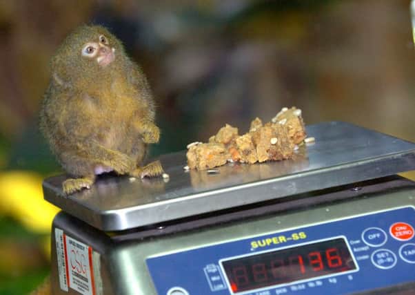Annual residents' weigh-in at Whipsnade Zoo