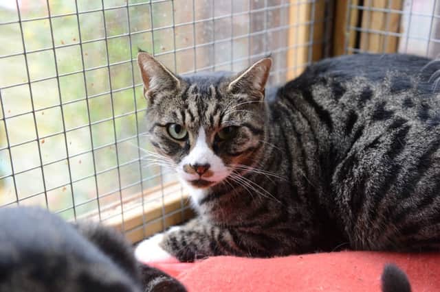 L13-1300 Stray Cat Rescue, Tingrith, cats need homes - Aston