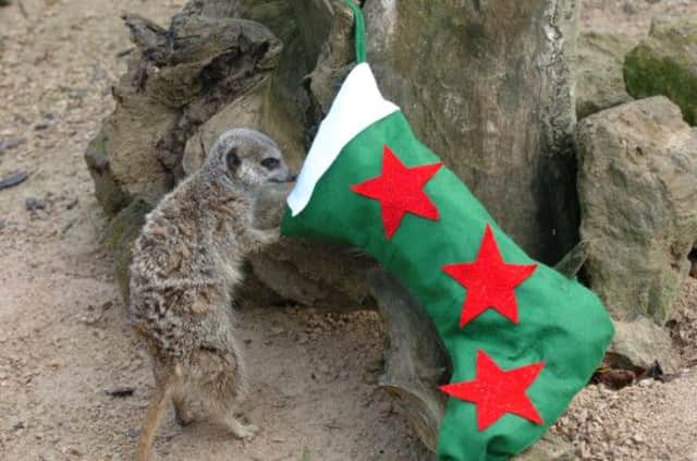 L13-1373    MBLN
Meerkats and xmas stockings at ZSL Whipsnade Zoo.
wk 48 RR JX