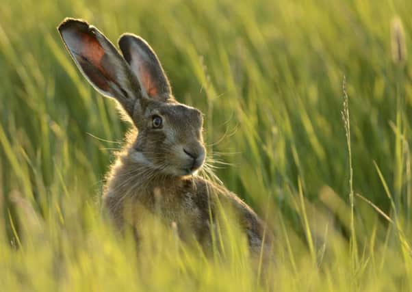 European hare
(Lepus europaeus)
in field
UK