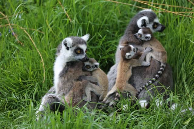 Whipsnade Zoo lemurs