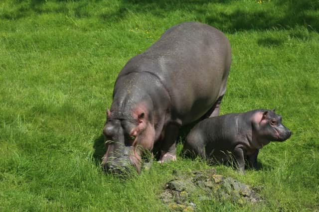 Baby hippo Holly and her mum