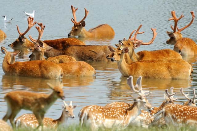 Barasingha or 'swamp deer' cool themselves down at Whipsnade Zoo