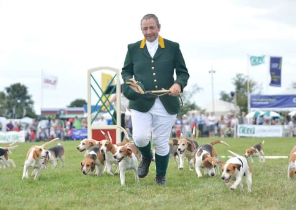Bucks County Show 2013 - Pictured is The Old Berkeley Beagles in the main arena