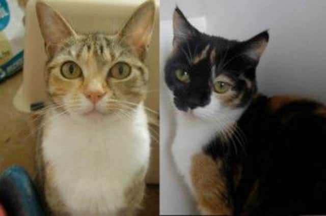 Skittles and Sparta are looking for a new home together