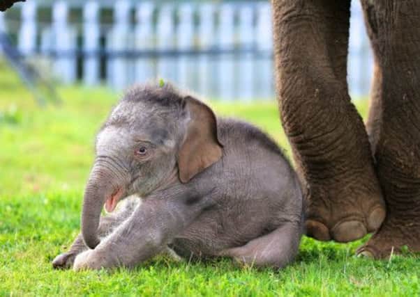 The new elephant calf
