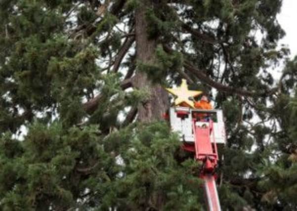 Is this Christmas tree in Wrest Park Britain's oldest?